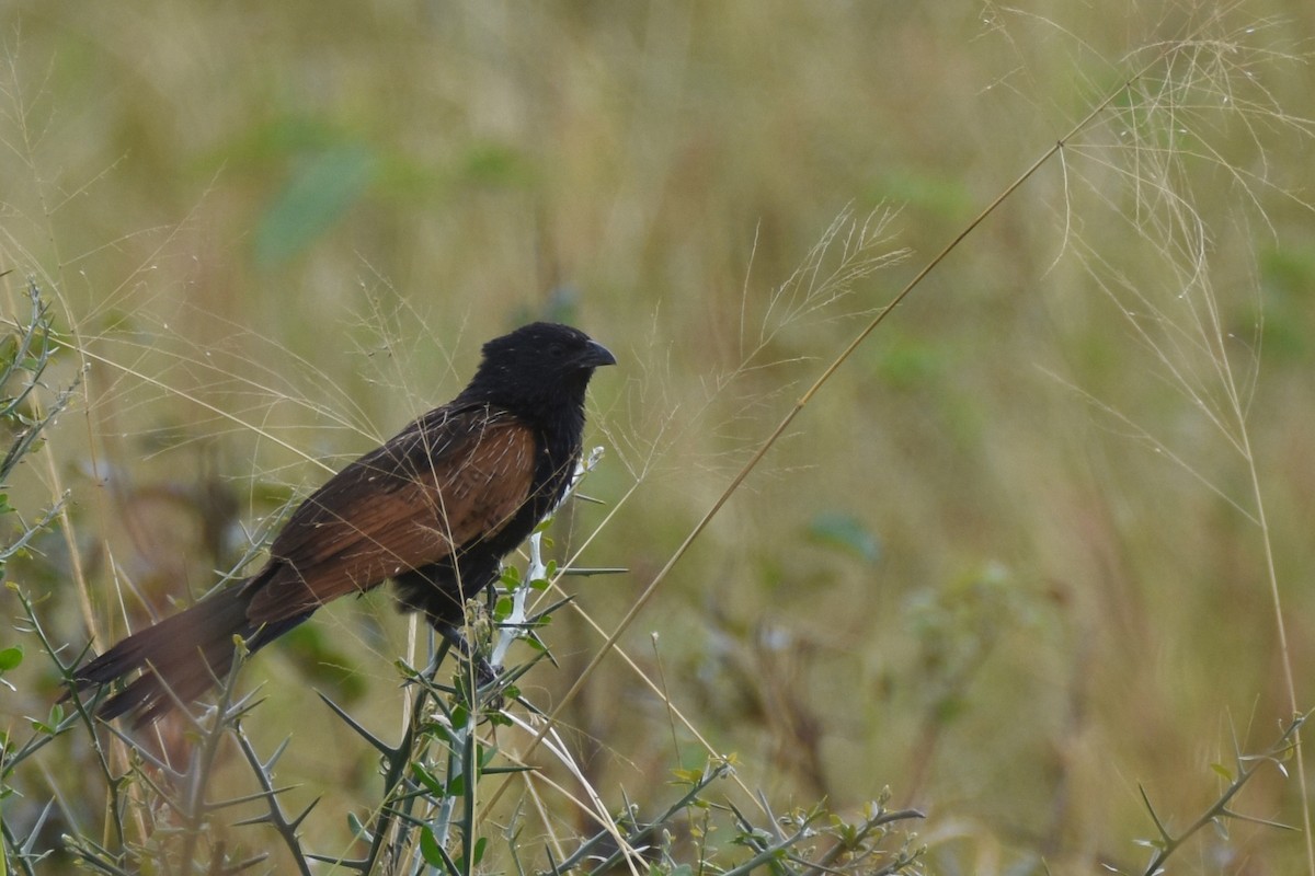 Black Coucal - ML634365834