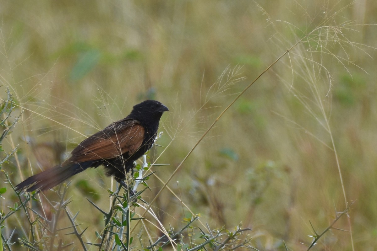 Black Coucal - ML634365835