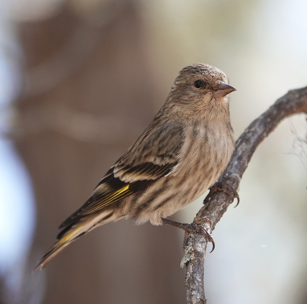 Pine Siskin - ML634365839