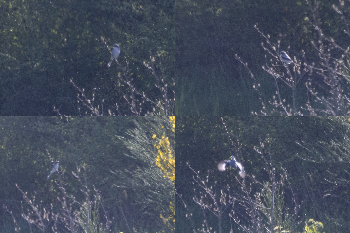 Loggerhead Shrike - ML634365848