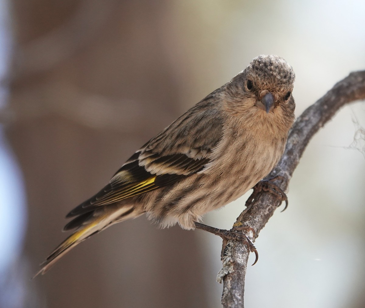 Pine Siskin - ML634365855