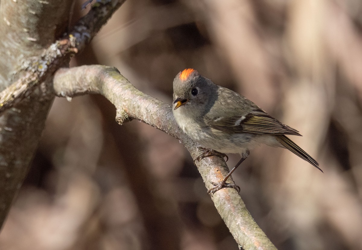 Ruby-crowned Kinglet - ML634365890