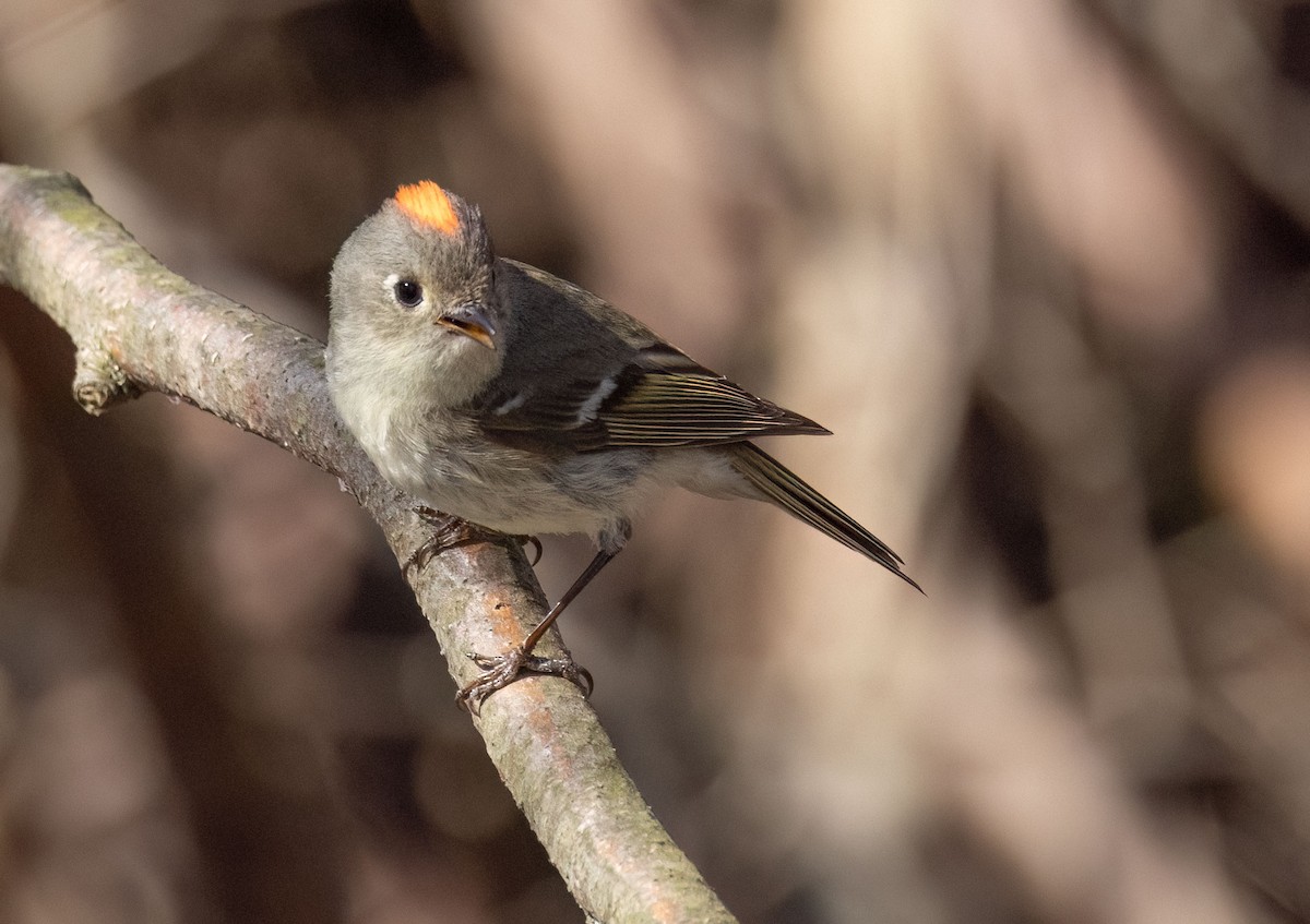 Ruby-crowned Kinglet - ML634365891