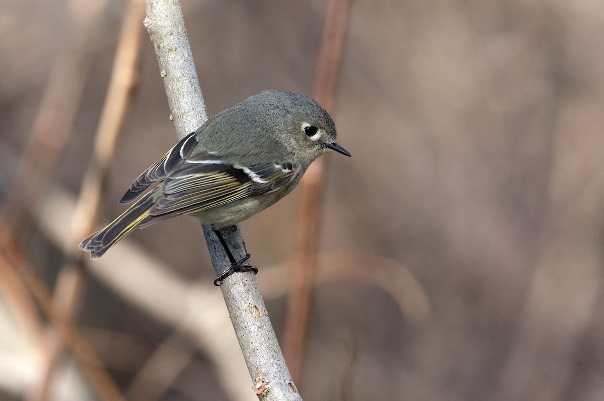 Ruby-crowned Kinglet - ML634365893