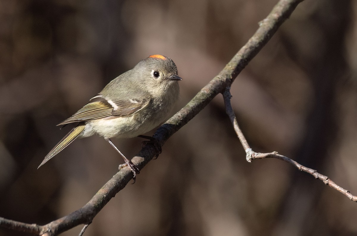 Ruby-crowned Kinglet - ML634365894