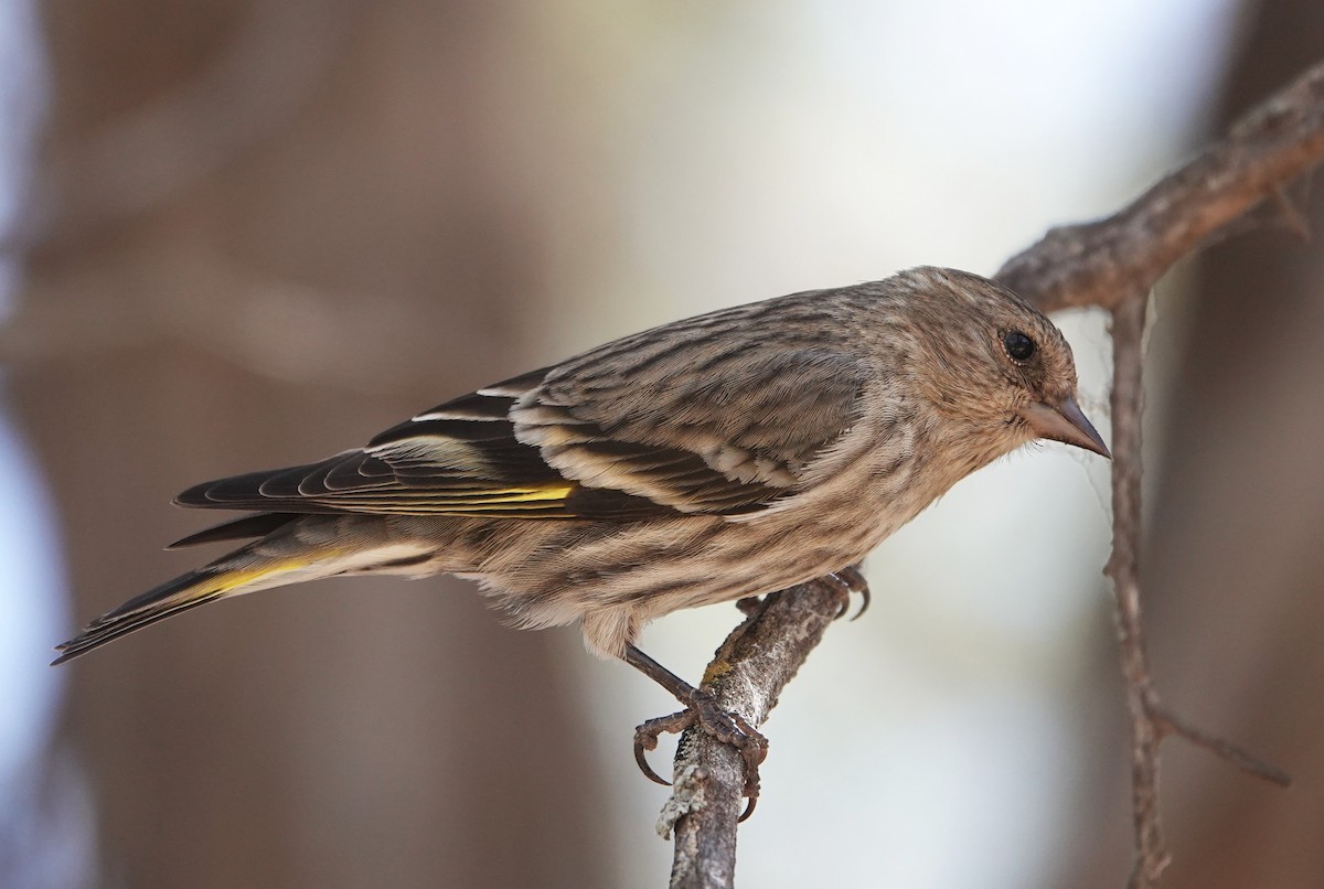 Pine Siskin - ML634365903