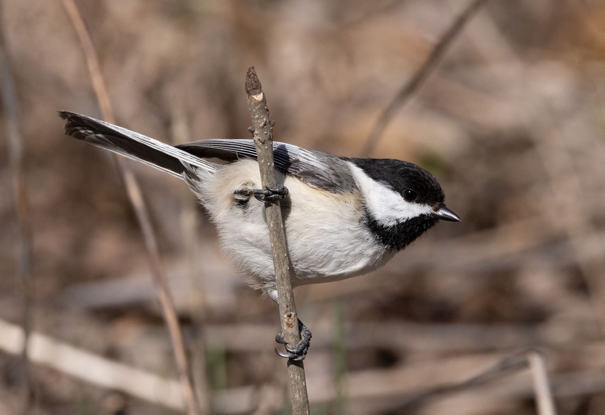 Black-capped Chickadee - ML634365909