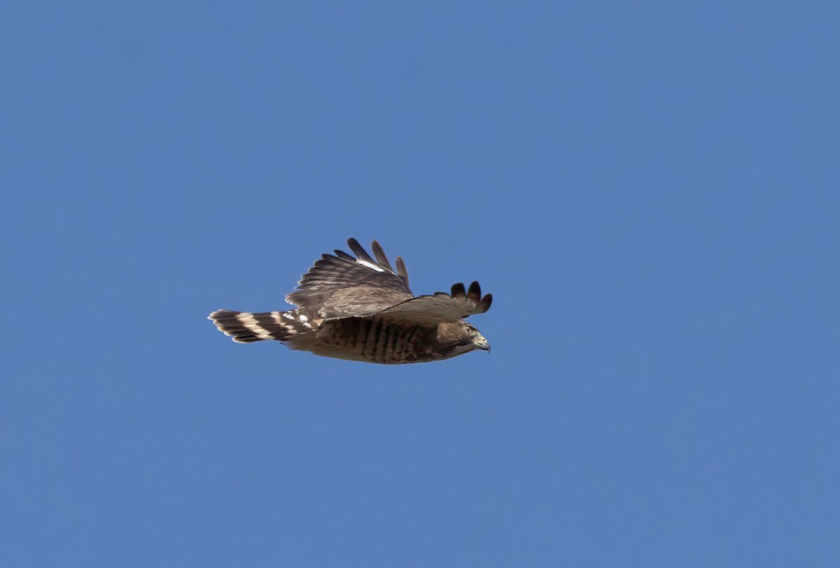 Broad-winged Hawk - ML634365914