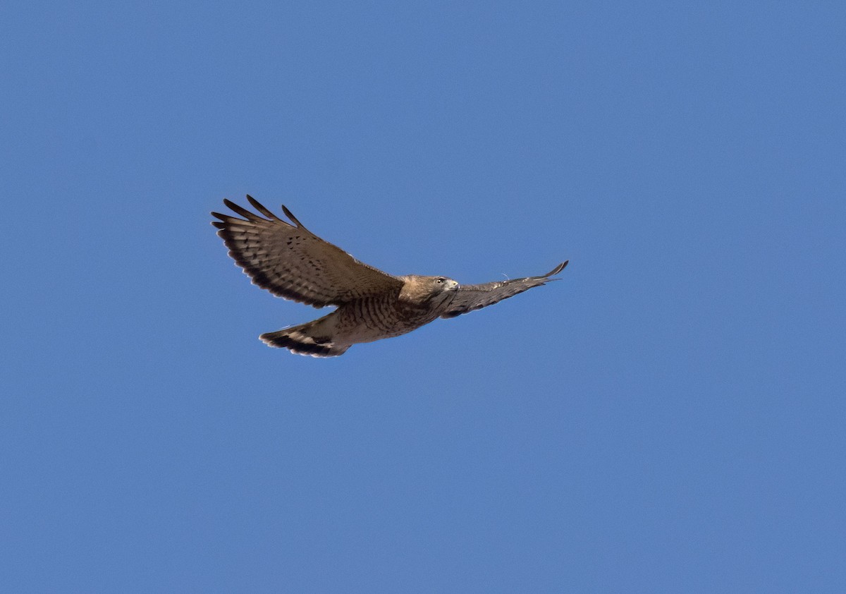 Broad-winged Hawk - ML634365915
