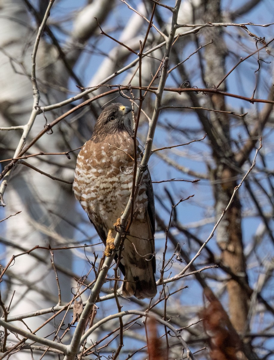 Broad-winged Hawk - ML634365916