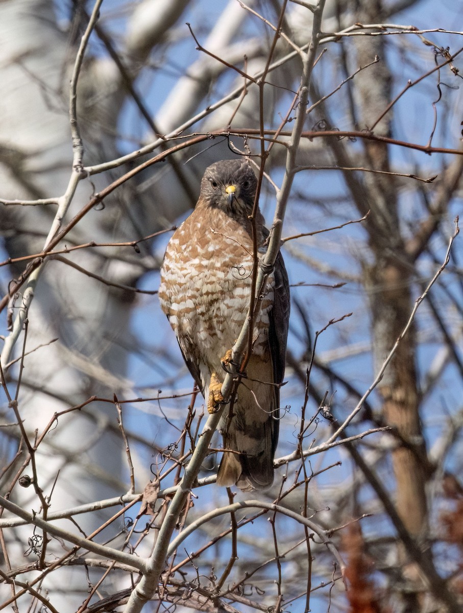 Broad-winged Hawk - ML634365917