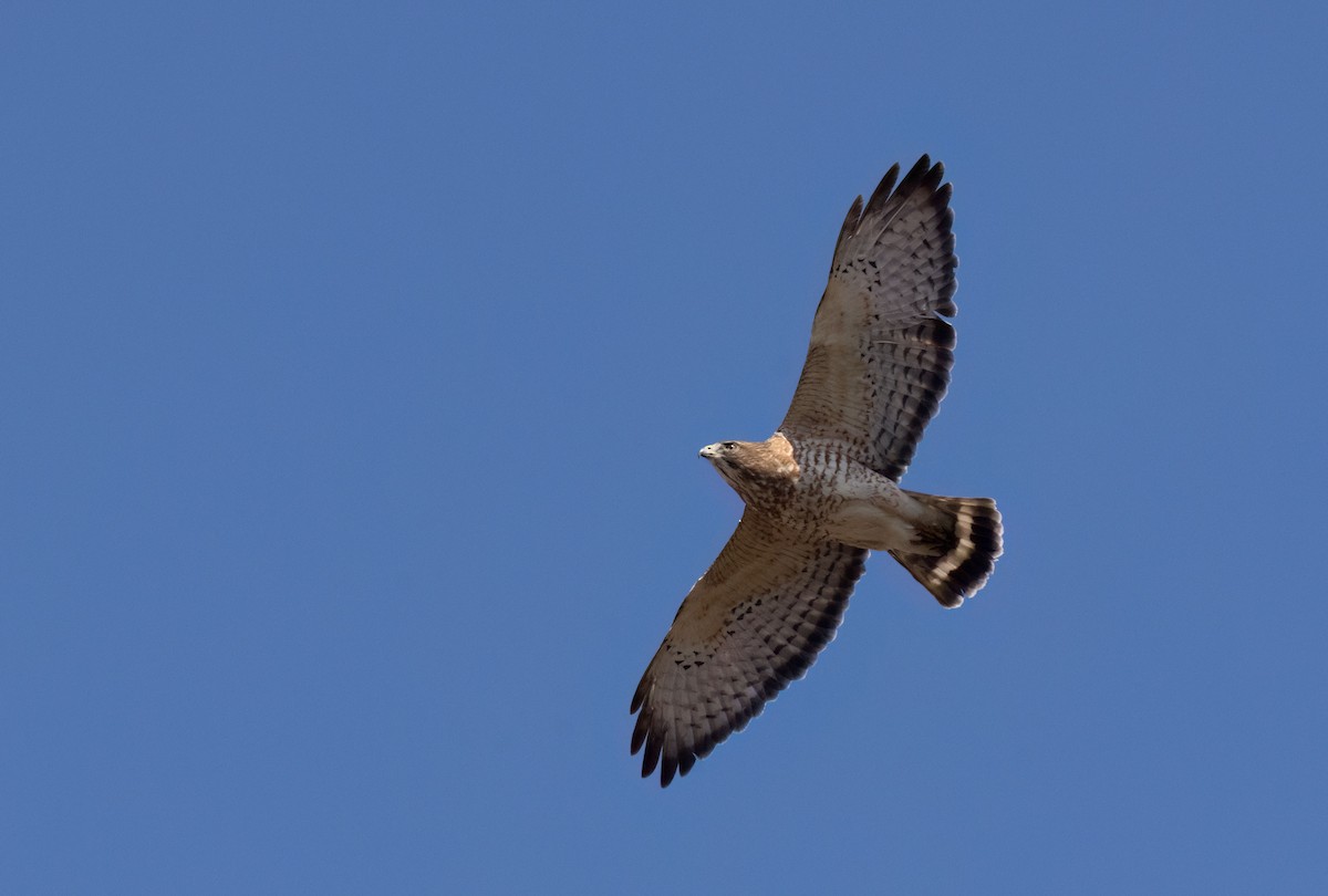 Broad-winged Hawk - ML634365918
