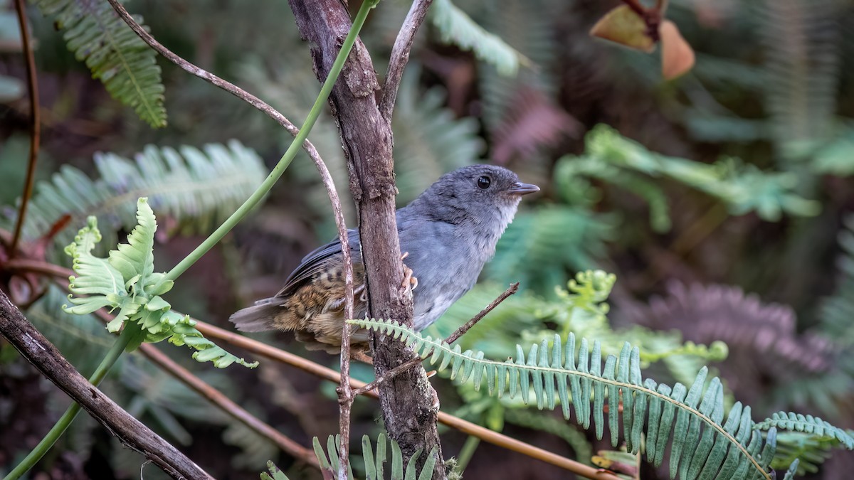 Rock Tapaculo - ML634366143