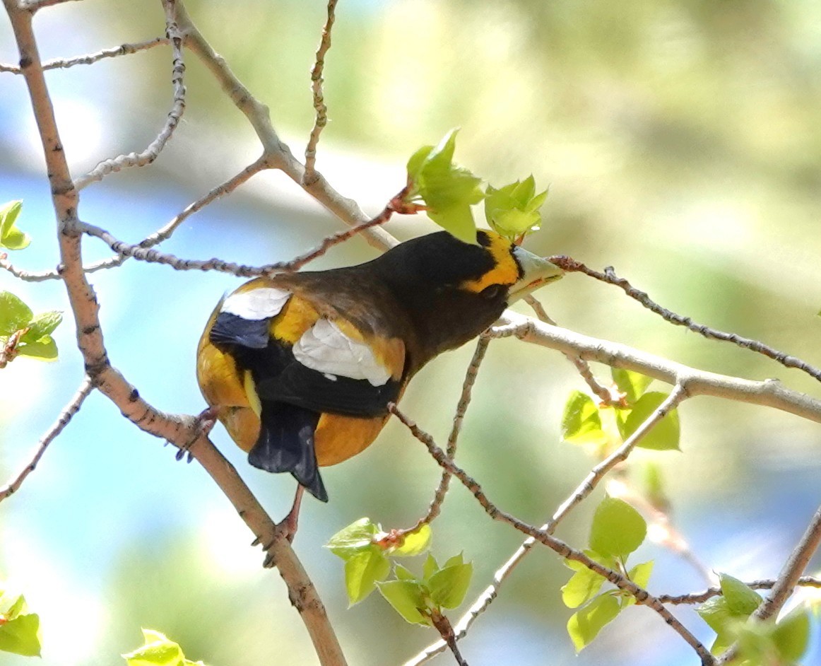 Mokolodi bekainoria - ML634366308