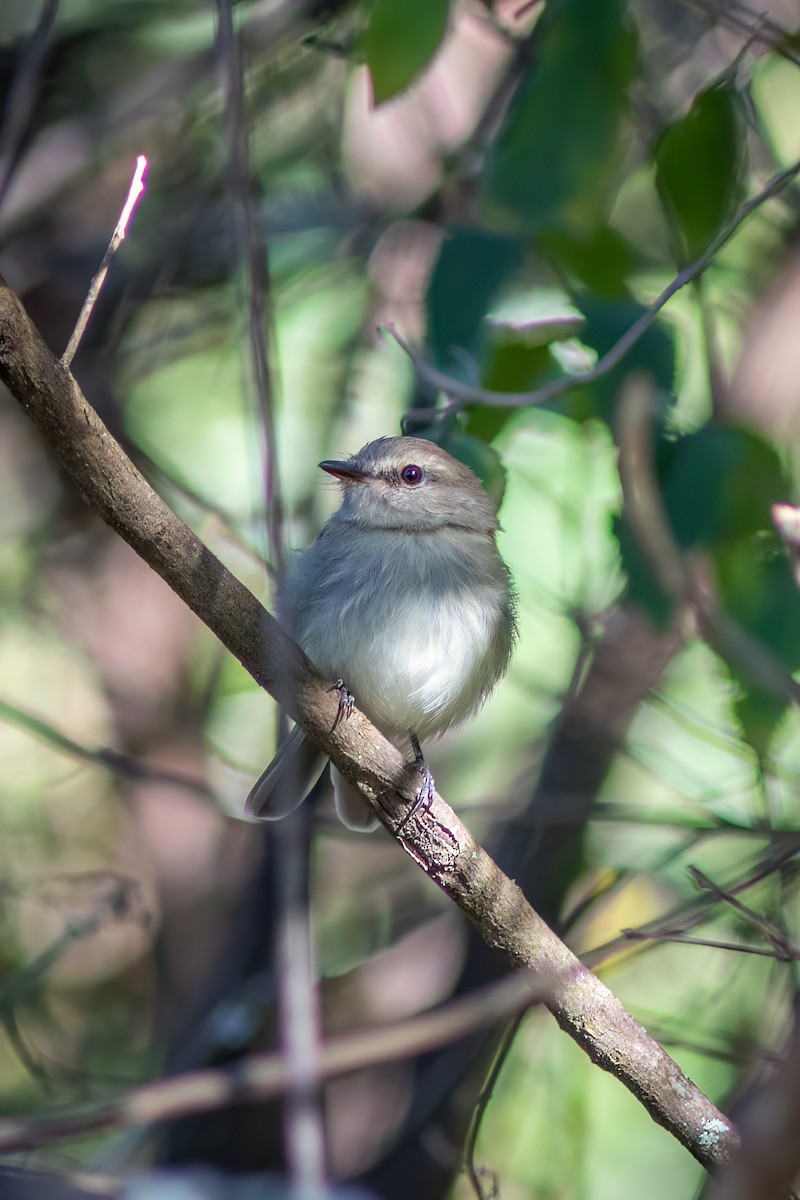 Fuscous Flycatcher - ML634366493