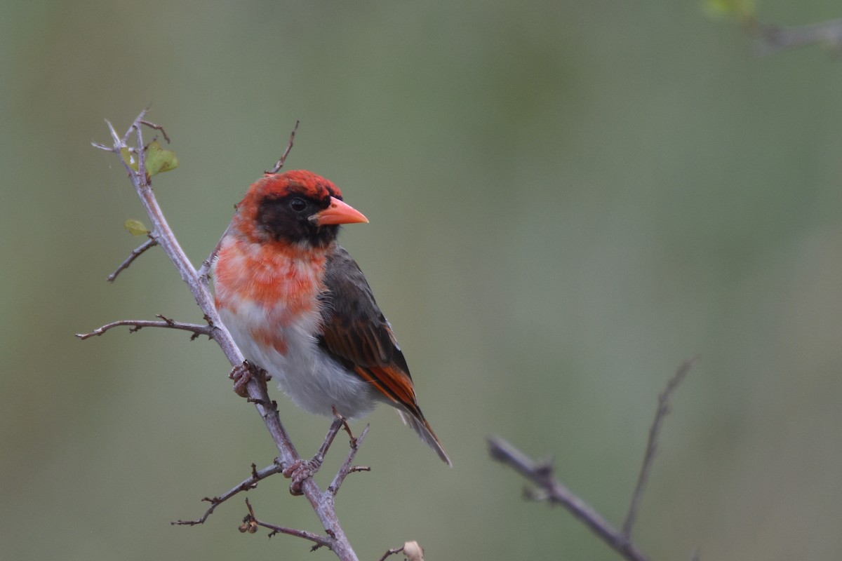 Red-headed Weaver - ML634366678