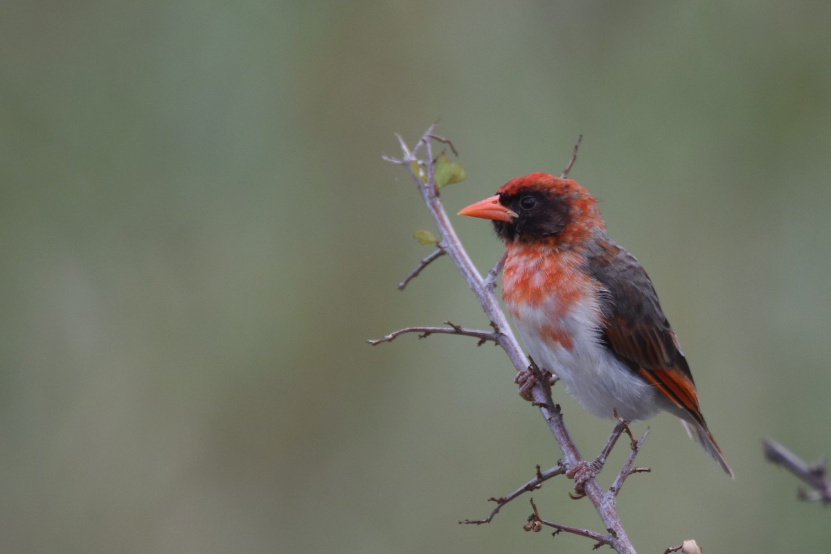 Red-headed Weaver - ML634366679
