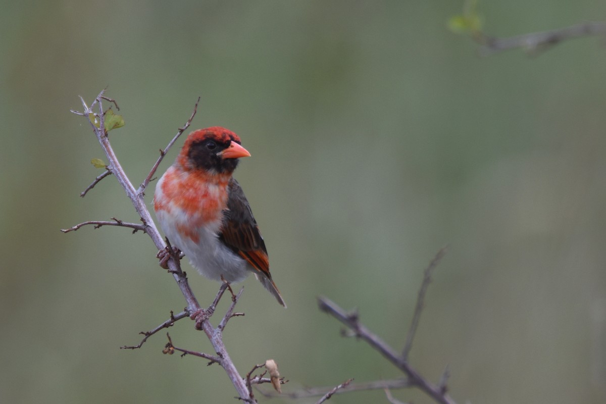 Red-headed Weaver - ML634366680
