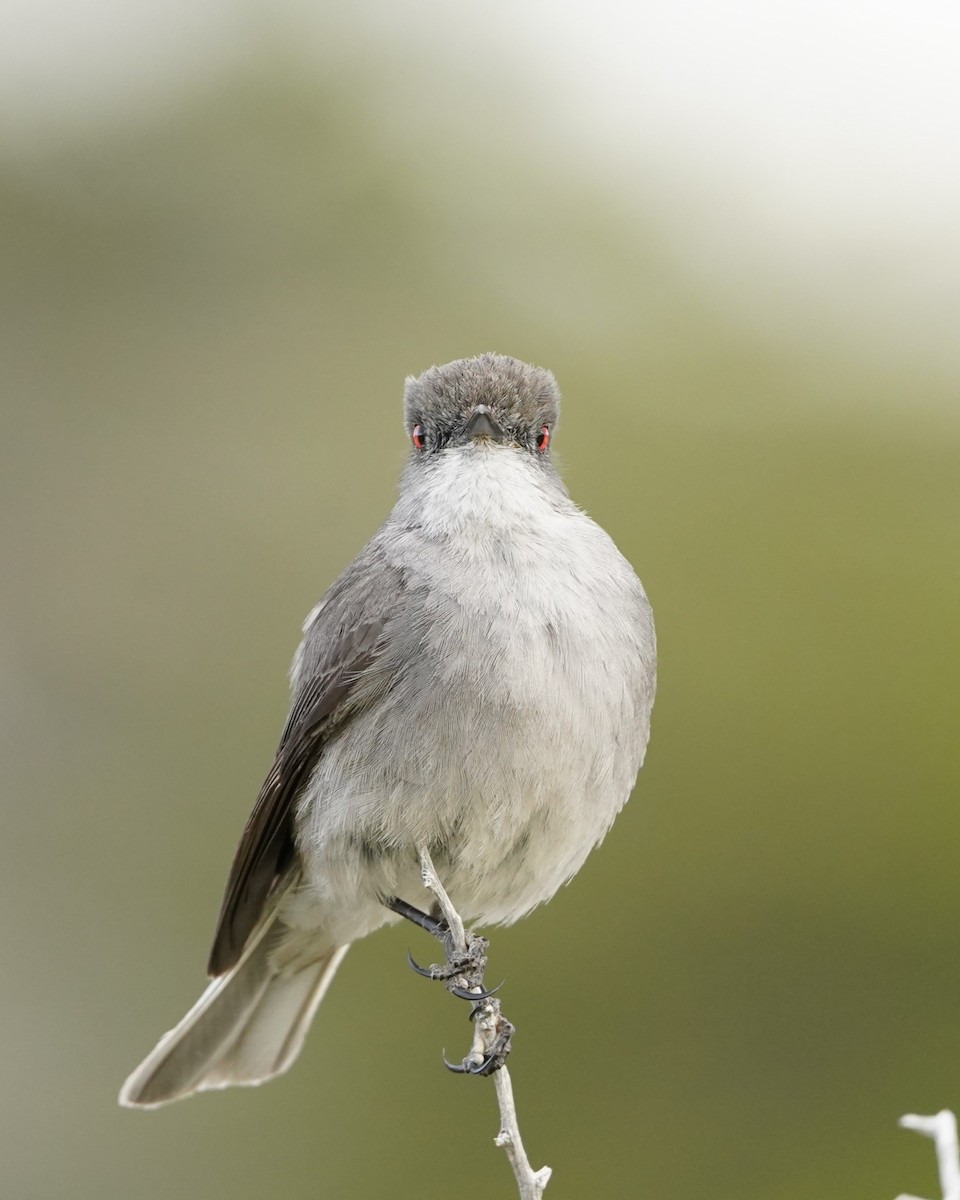 Fire-eyed Diucon - ML634366834