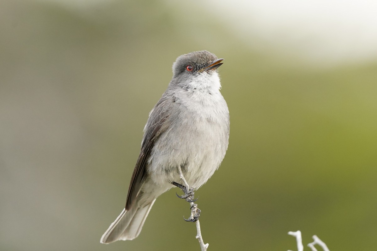 Fire-eyed Diucon - ML634366836