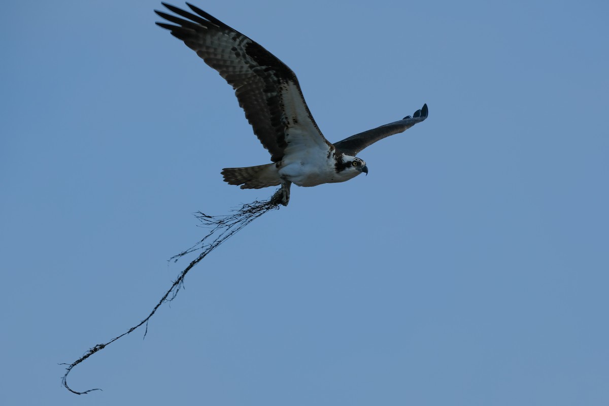 Osprey - ML634366903