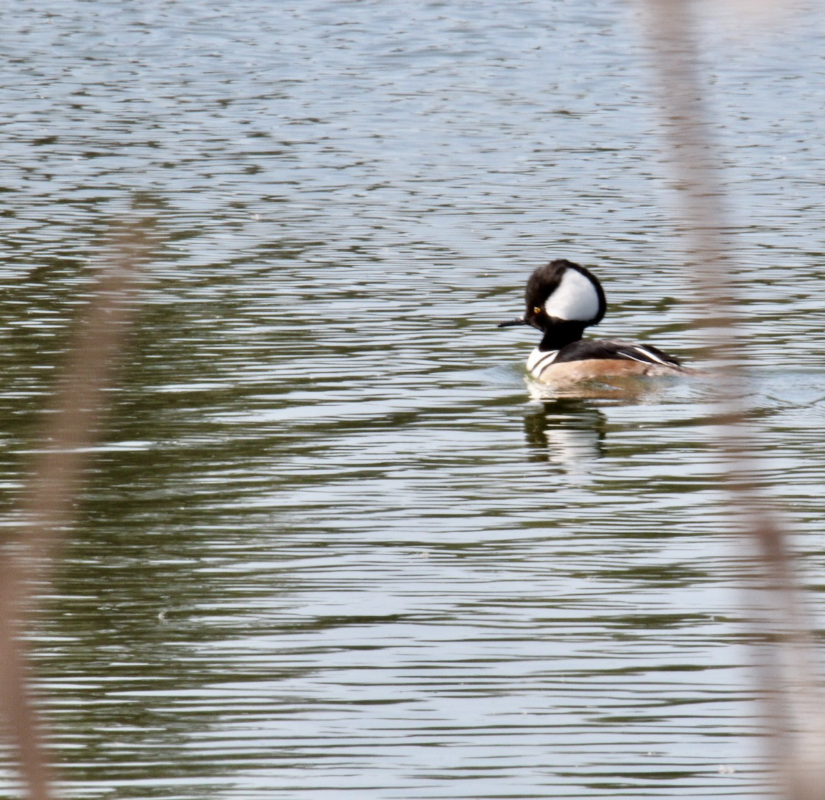 Hooded Merganser - ML634366914
