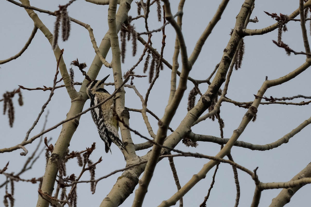 Yellow-bellied Sapsucker - ML634366937