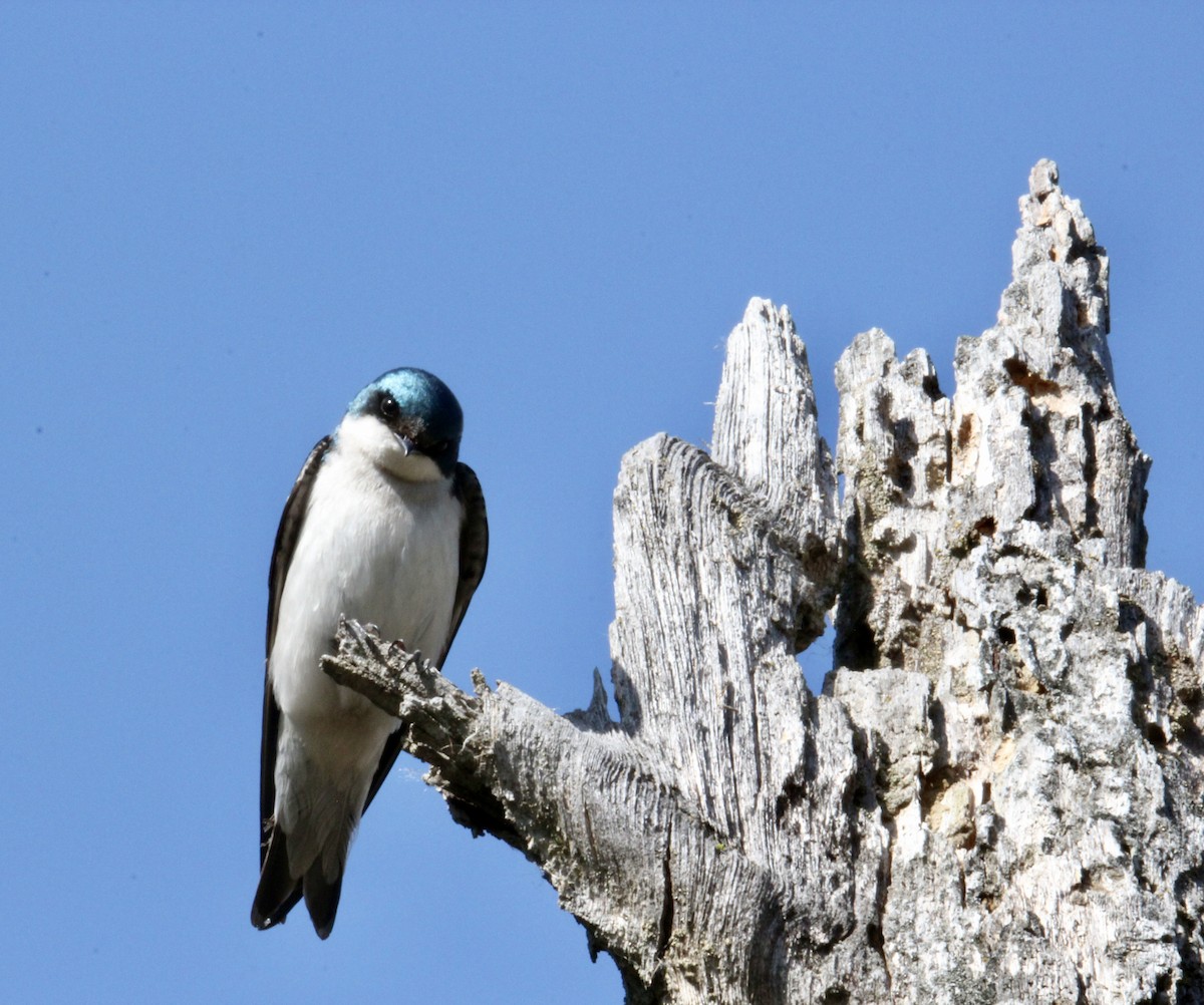 Tree Swallow - ML634366966
