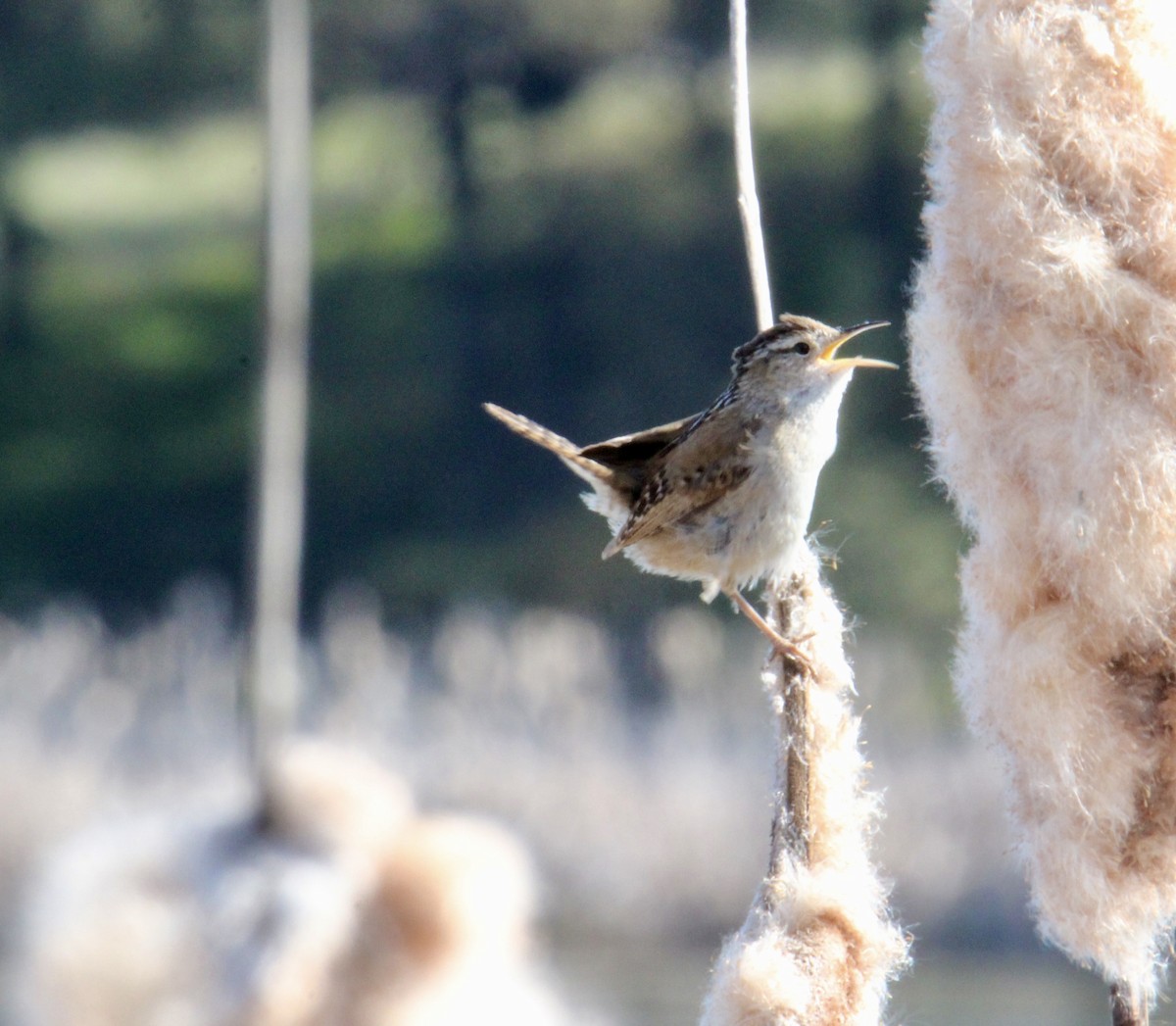 Marsh Wren - ML634366974