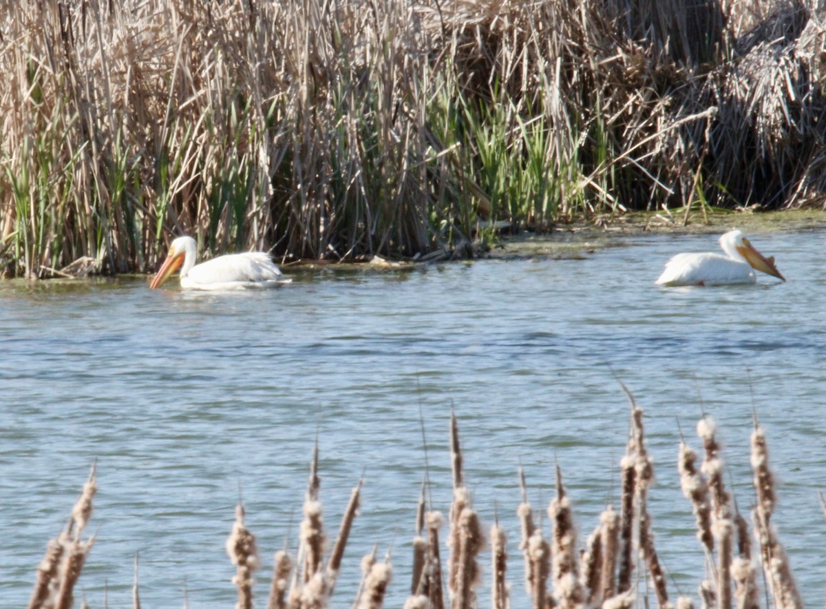 American White Pelican - ML634367006