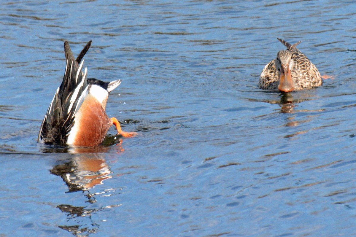 Northern Shoveler - ML634367079