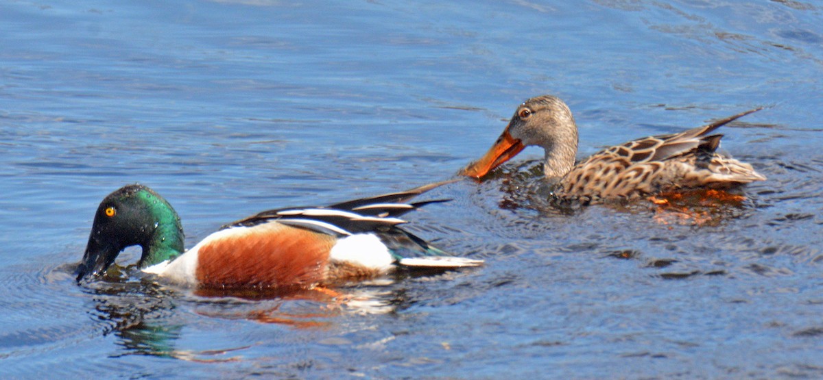 Northern Shoveler - ML634367080