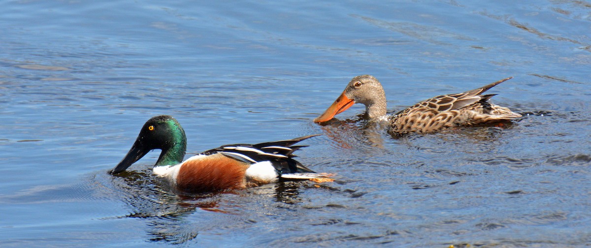 Northern Shoveler - ML634367081
