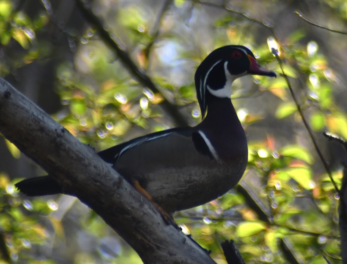 Wood Duck - ML634367413