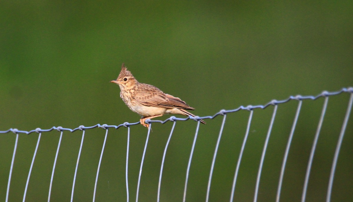 Thekla's Lark - ML634367461