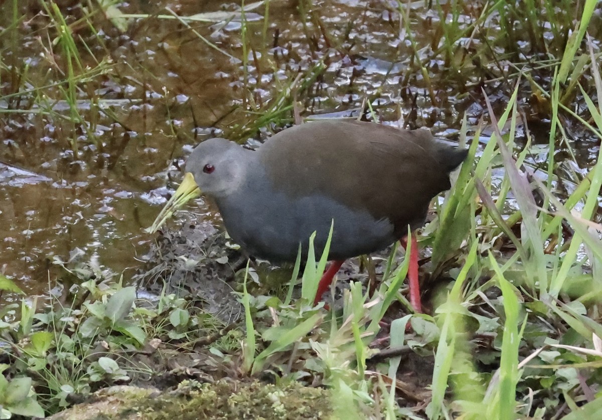 Blackish Rail - ML634367472