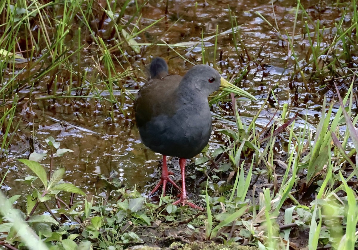 Blackish Rail - ML634367473