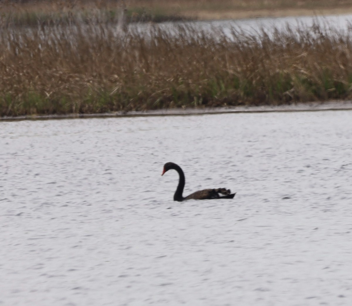Black Swan - ML634367494