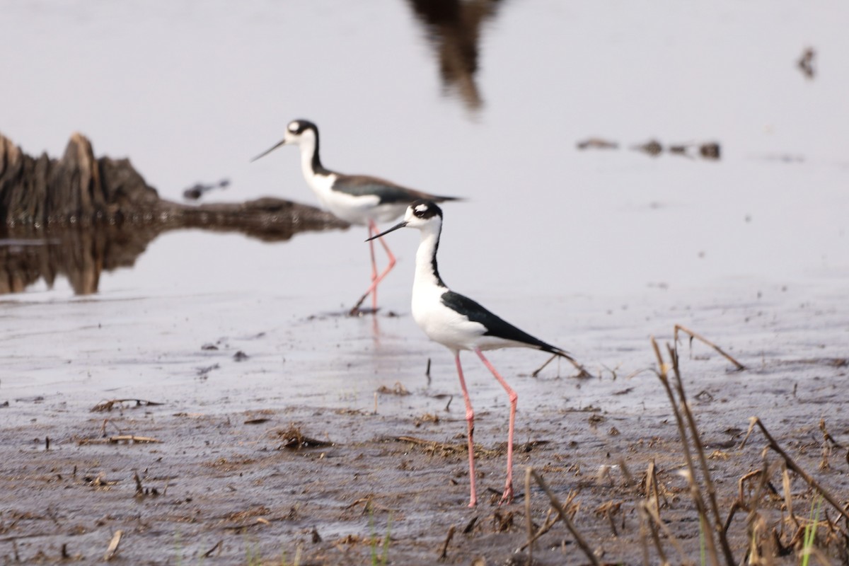 Black-necked Stilt - ML634367501