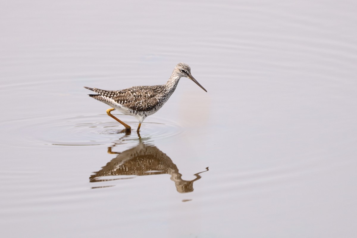 Greater Yellowlegs - ML634367512