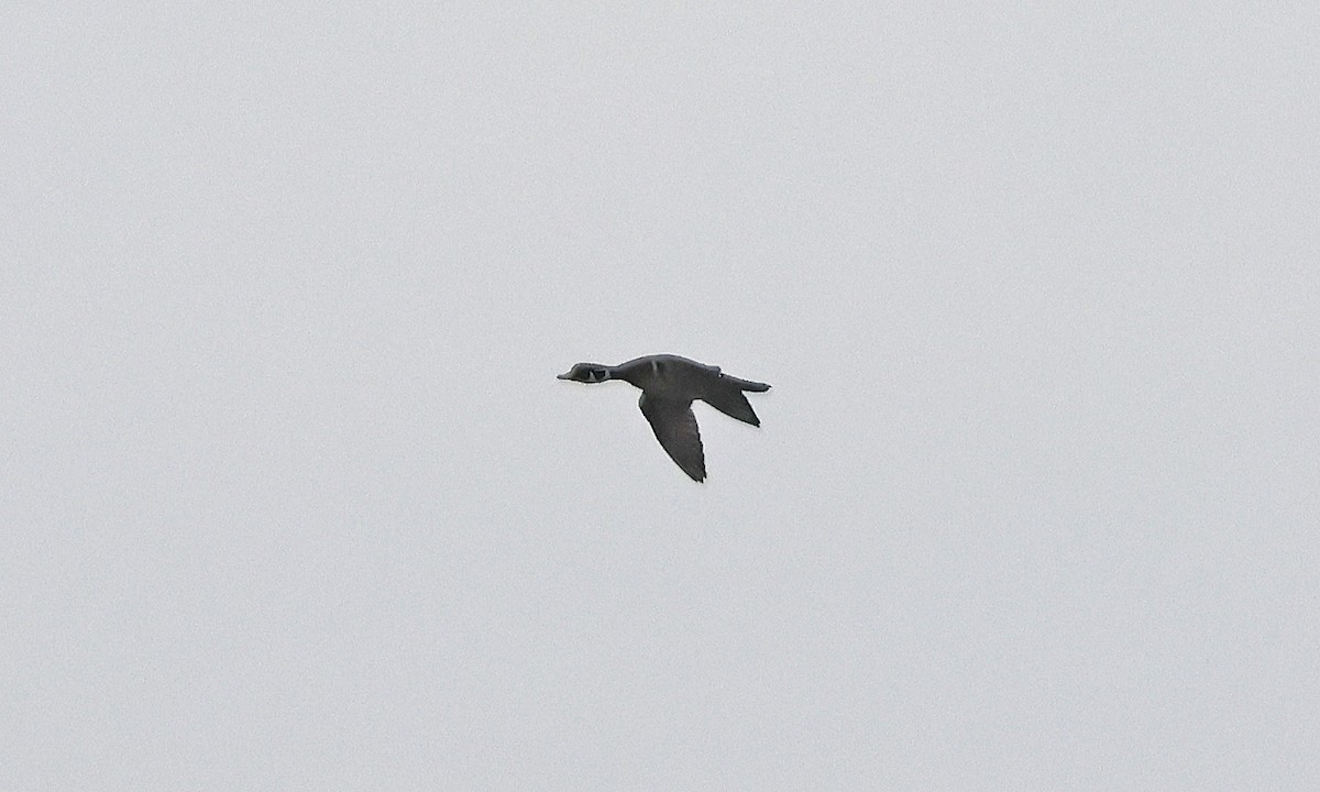 Wood Duck - ML634367548