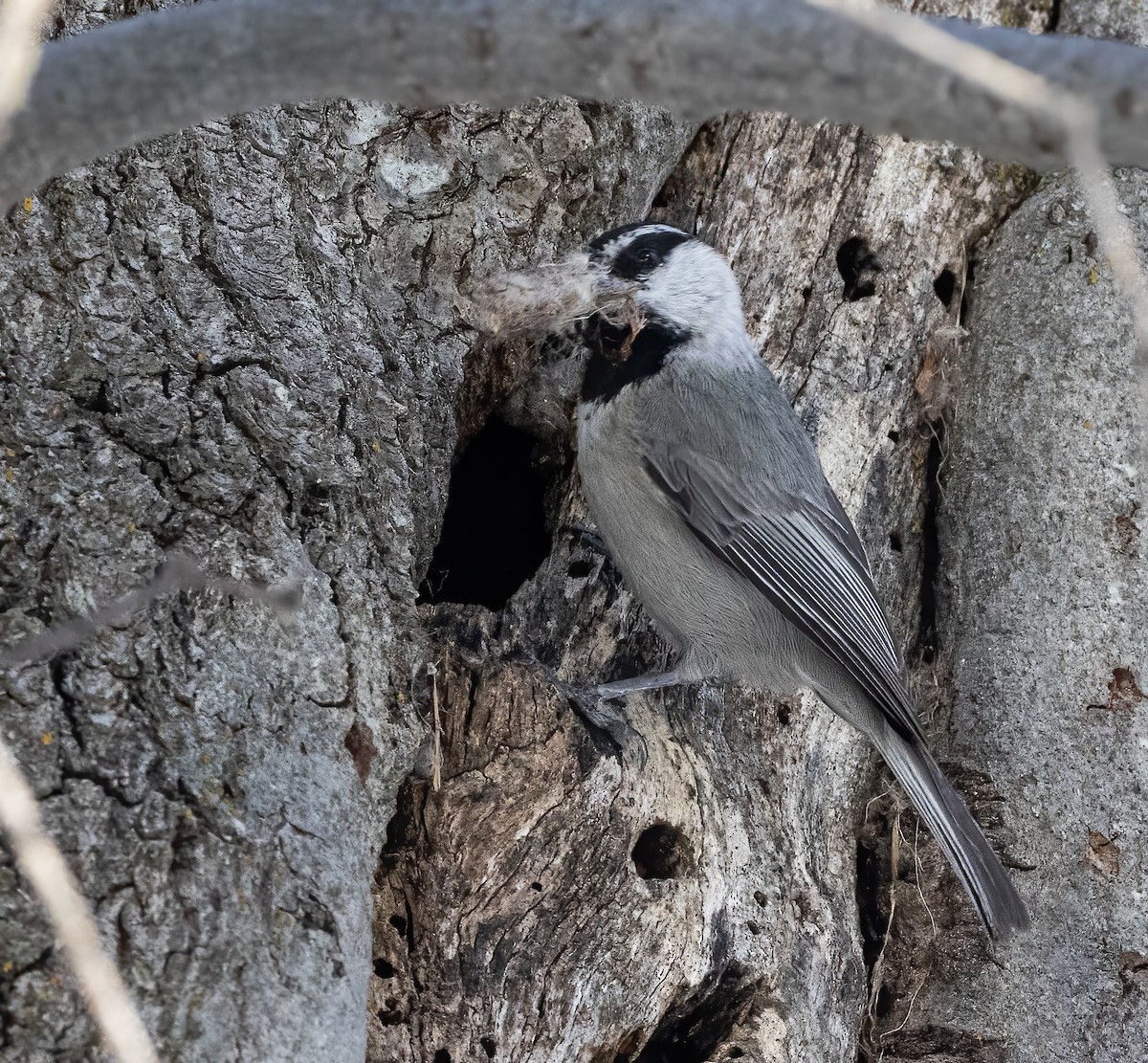 Mountain Chickadee - ML634367769