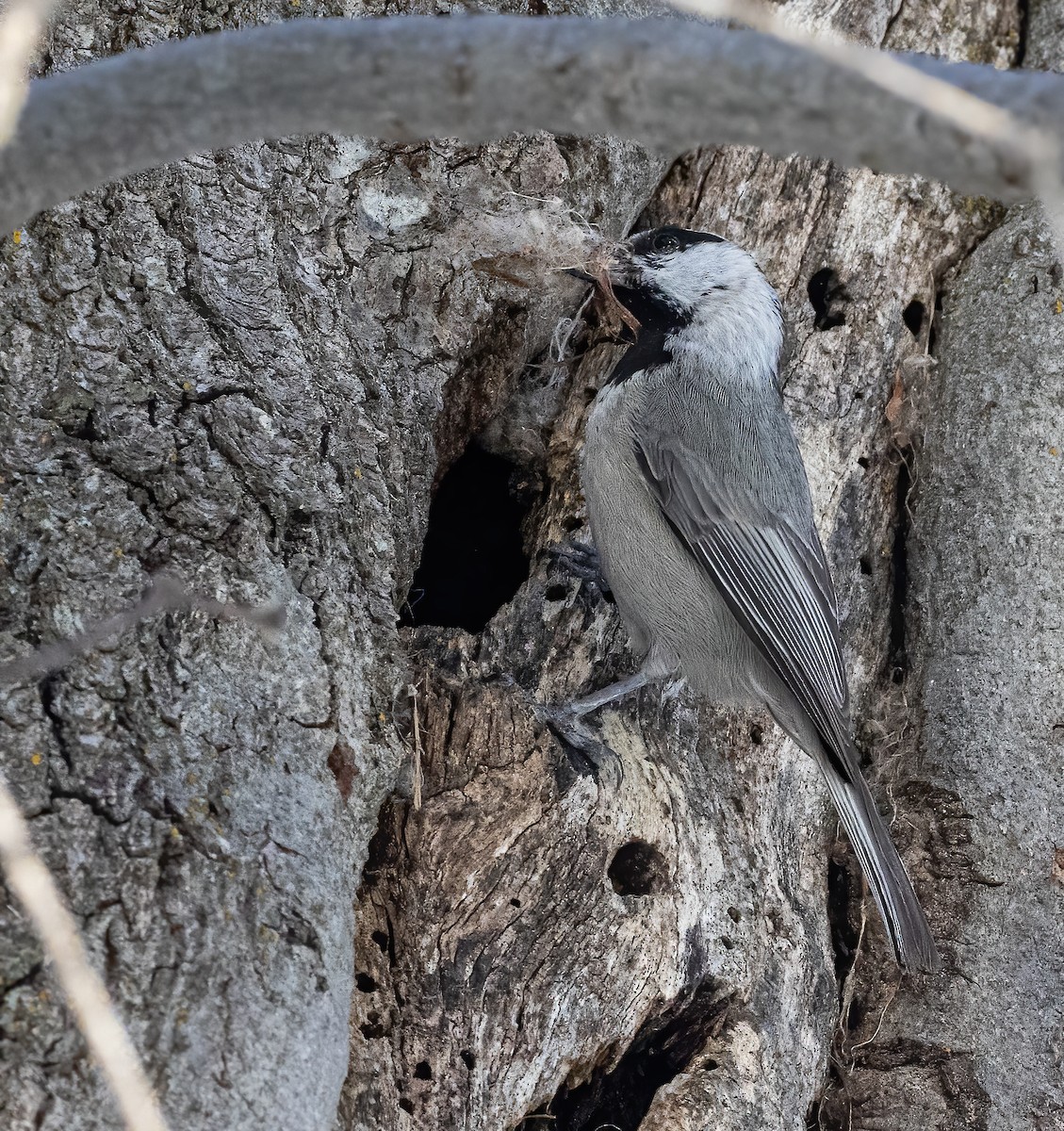 Mountain Chickadee - ML634367770
