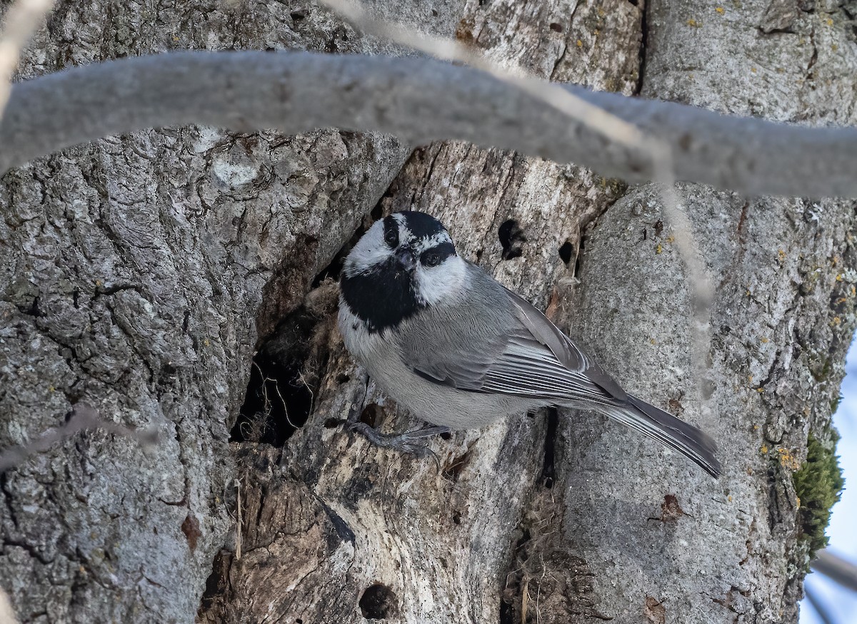 Mountain Chickadee - ML634367771