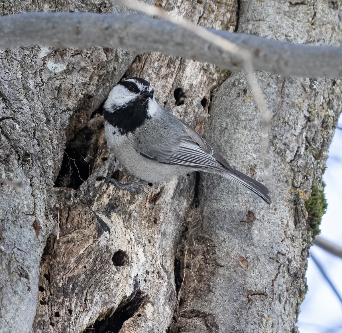 Mountain Chickadee - ML634367772
