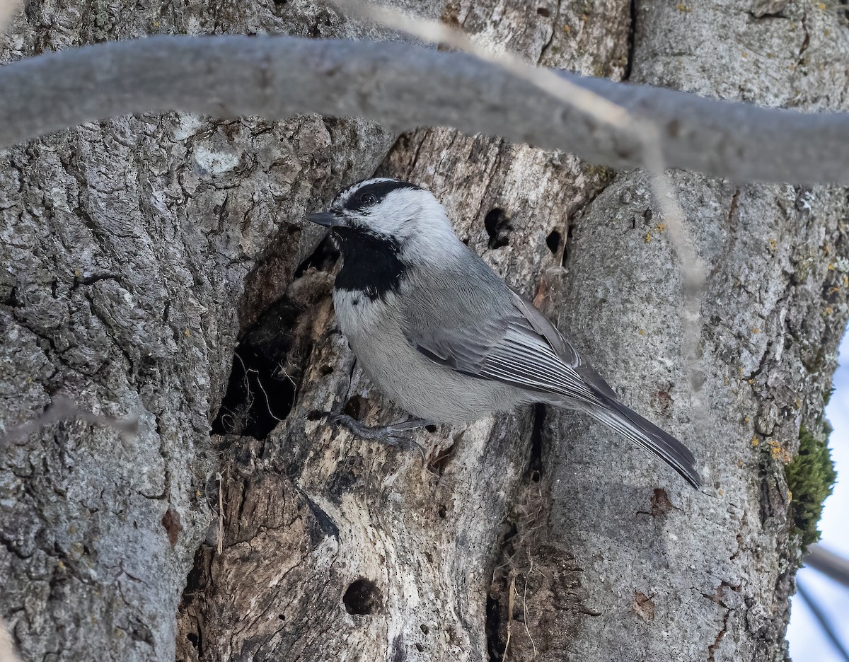 Mountain Chickadee - ML634367773