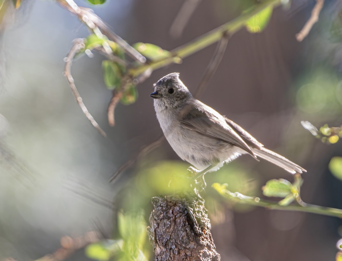 Oak Titmouse - ML634367774