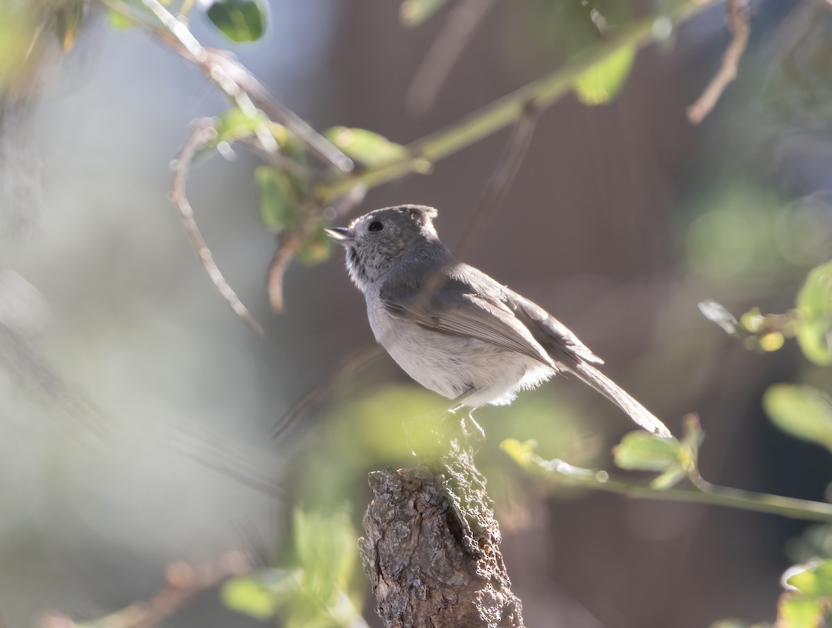 Oak Titmouse - ML634367775