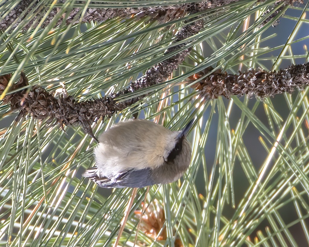 Pygmy Nuthatch - ML634367788