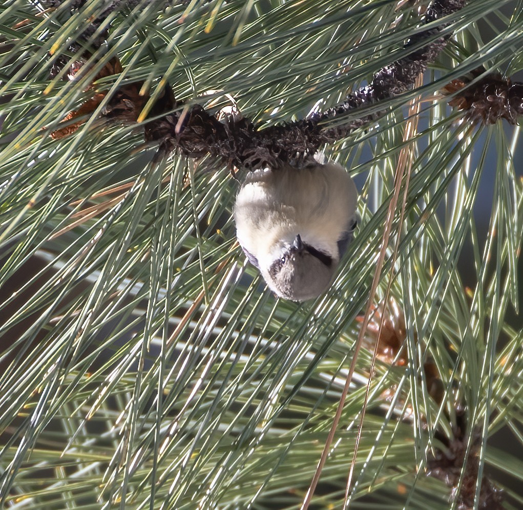 Pygmy Nuthatch - ML634367789